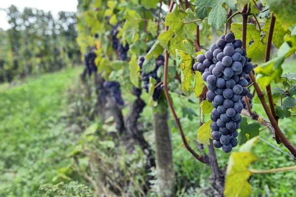 Uvas en la vid — Foto de Stock