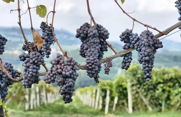 Uvas en la vid — Foto de Stock