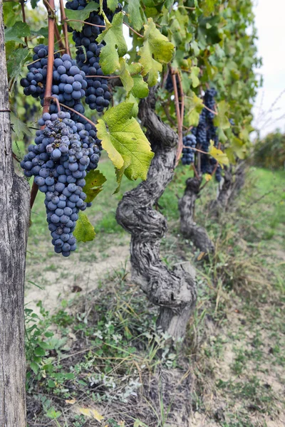 Grapes on the vine — Stock Photo, Image