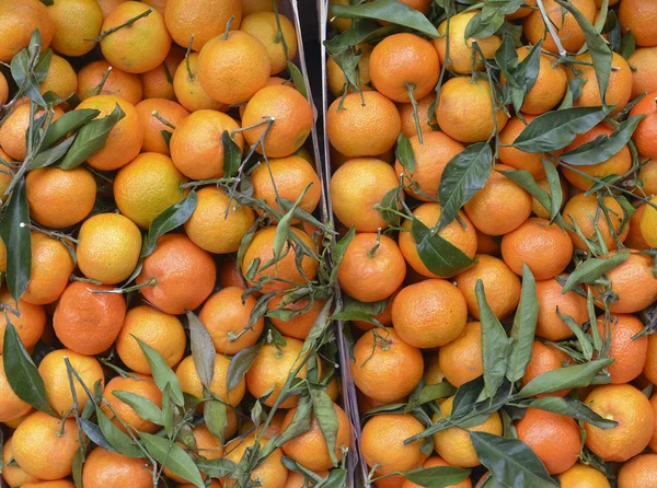 tangerines in the box