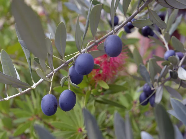 Olives noires mûres sur une branche — Photo