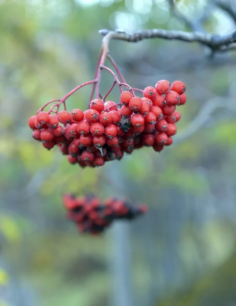 Merah matang rowan pada cabang — Stok Foto