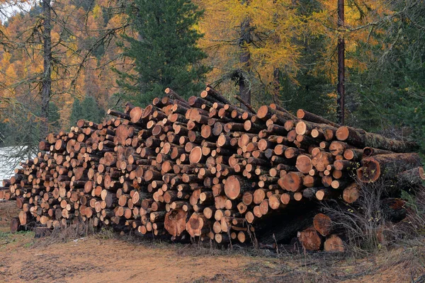 Larch logs at logging — Stock Photo, Image
