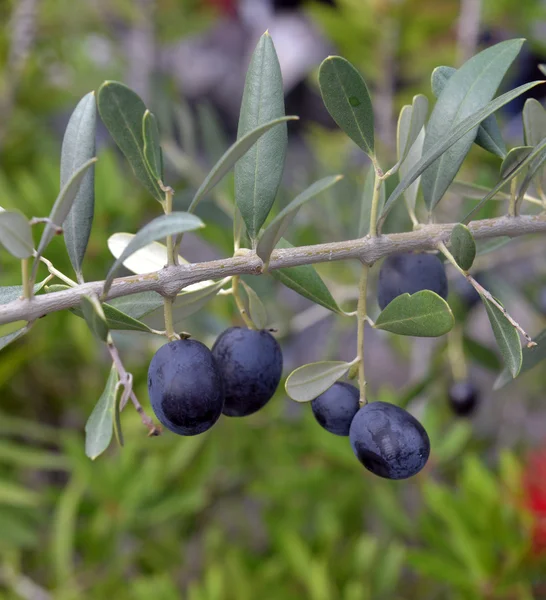 Ripe black olives on a branch — Stock Photo, Image