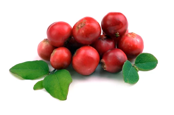 Merah Cranberries matang — Stok Foto