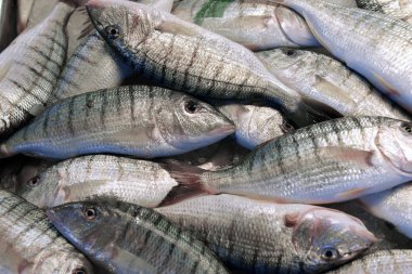 orfoz balığı shop