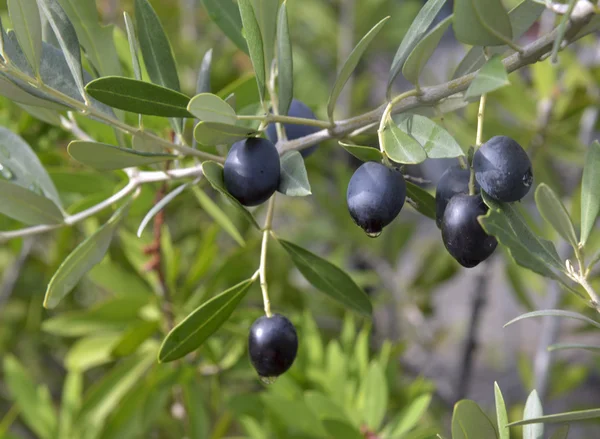 Ripe black olives — Stock Photo, Image