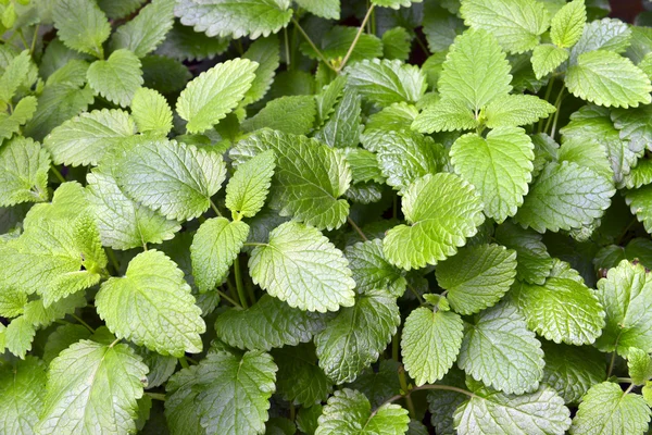 Mint in the garden — Stock Photo, Image