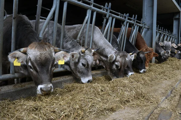 Koeien eten voer op de boerderij — Stockfoto