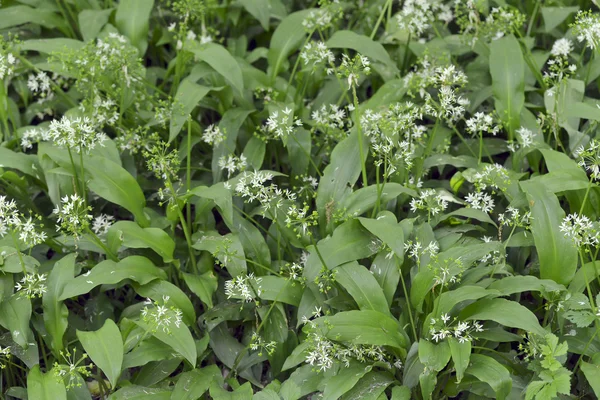 Matorrales de ajo silvestre — Foto de Stock