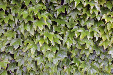 arka planı yeşil sarmaşık