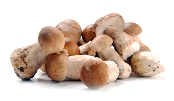 Ceps champiñones — Foto de Stock