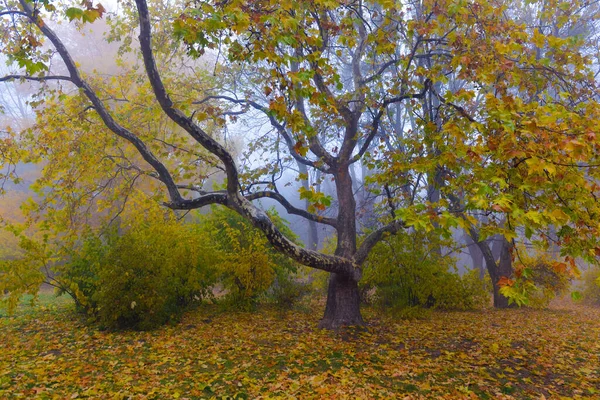 Árvores Outono Coloridas Com Folhagem Amarelada Parque Outono Árvores Outono — Fotografia de Stock