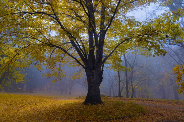 Barevné Podzimní Stromy Zažloutlé Listy Podzimním Parku Zlatá Podzimní Stromy — Stock fotografie