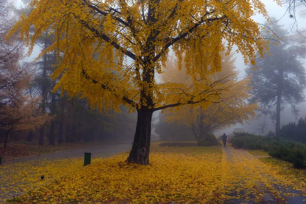 Barevné Podzimní Stromy Zažloutlé Listy Podzimním Parku Zlatá Podzimní Stromy Royalty Free Stock Fotografie