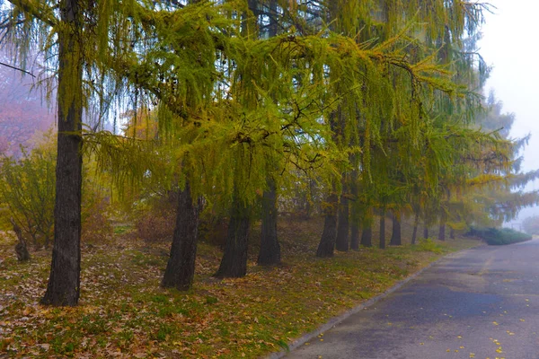 Barevné Podzimní Stromy Zažloutlé Listy Podzimním Parku Zlatá Podzimní Stromy Stock Snímky