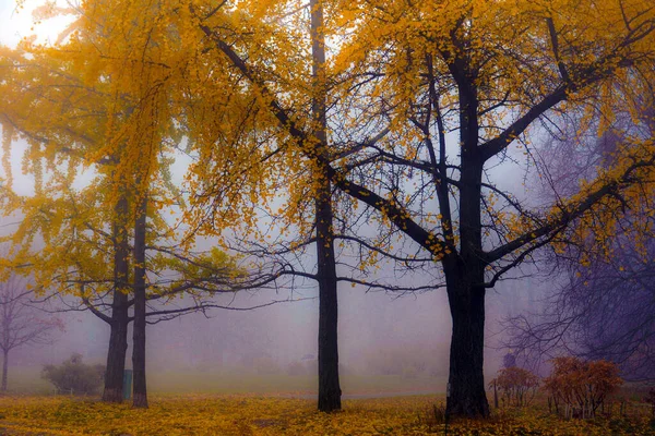 秋の公園で黄ばんだ葉と色鮮やかな秋の木々 秋の天気の都市公園の黄金の紅葉 ストック画像