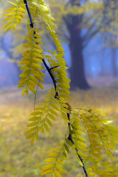 Színes Őszi Fák Sárgult Lomb Őszi Parkban Golden Őszi Fák Stock Fotó