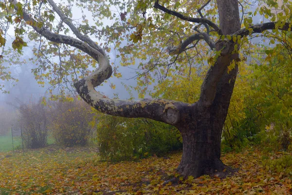 Színes Őszi Fák Sárgult Lomb Őszi Parkban Golden Őszi Fák Stock Kép