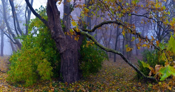 Colorful Autumn Drzewa Pożółkłych Liści Parku Jesień Golden Autumn Drzewa — Zdjęcie stockowe