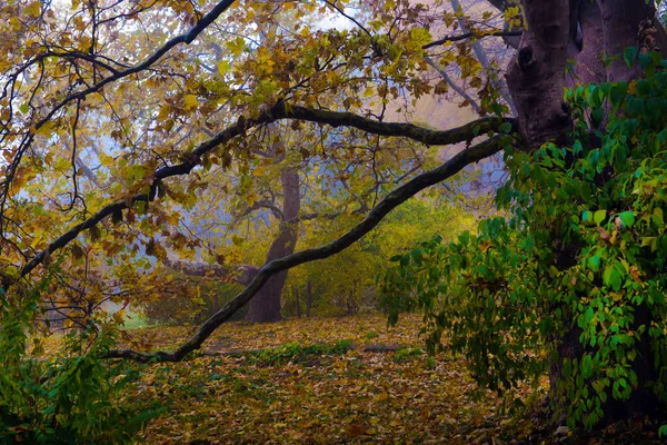 Színes Őszi Fák Sárgult Lomb Őszi Parkban Golden Őszi Fák — Stock Fotó