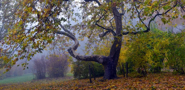 Barevné Podzimní Stromy Zažloutlé Listy Podzimním Parku Zlatá Podzimní Stromy — Stock fotografie