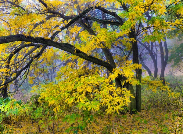 Színes Őszi Fák Sárgult Lomb Őszi Parkban Golden Őszi Fák — Stock Fotó