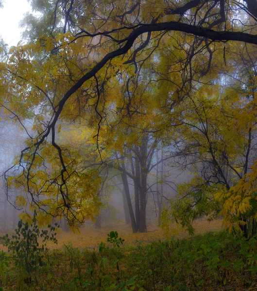 Árvores Outono Coloridas Com Folhagem Amarelada Parque Outono Árvores Outono — Fotografia de Stock