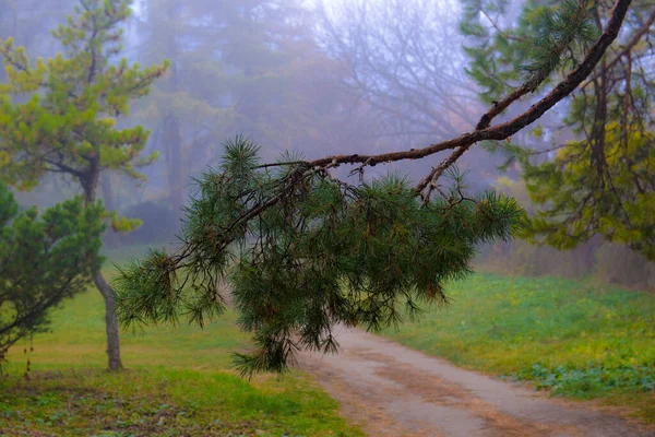 Coloridos Árboles Otoño Con Follaje Amarillento Parque Otoño Árboles Dorados Imágenes de stock libres de derechos