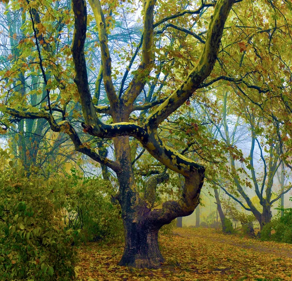 Coloridos Árboles Otoño Con Follaje Amarillento Parque Otoño Árboles Dorados Imagen de archivo