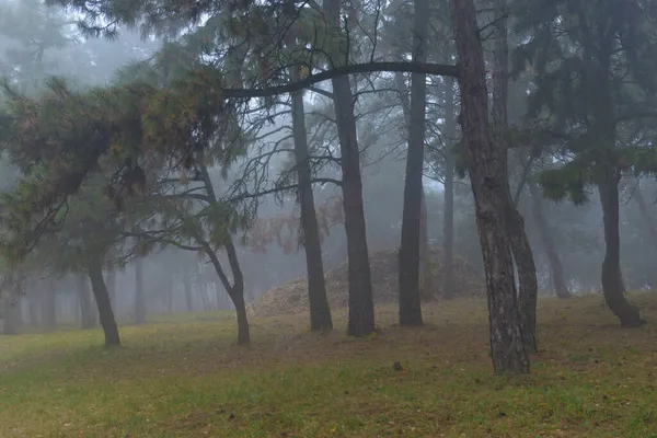 Coloridos Árboles Otoño Con Follaje Amarillento Parque Otoño Árboles Dorados Imágenes de stock libres de derechos