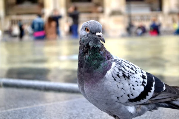 Güvercin gri