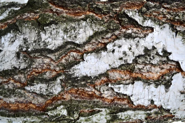 huş ağacı kabuğu