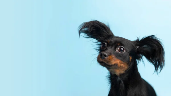 Banner Close up retrato de preto jovem bonito brinquedo russo terrier cachorro olhando frente no fundo azul com espaço de cópia — Fotografia de Stock