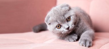 Şirin, tüylü, küçük, gri evcil kedicik evdeki pembe yumuşak kanepede yatıyor. Şirin İskoç kedisi. evcil hayvan afişi