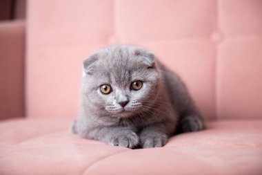 Şirin, tüylü, küçük, gri evcil kedicik evdeki pembe yumuşak kanepede yatıyor. Şirin İskoç kedisi. evcil hayvan afişi