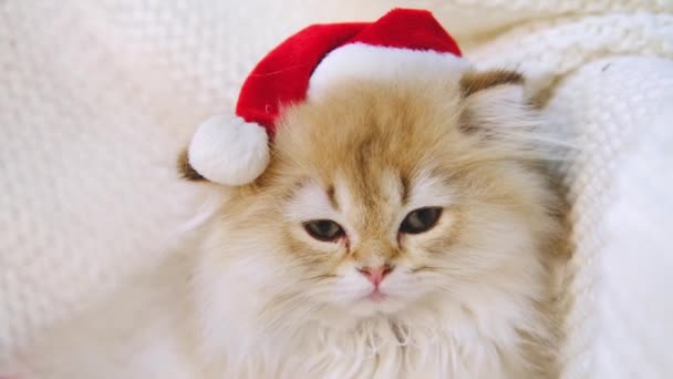 Santa gato lindo enojado sentado sobre fondo blanco con espacio de copia. Británico taquigrafía rojo rayas gatito usando santa sombrero triste mirando cámara — Vídeos de Stock