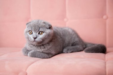  İngiliz kısa saçlı gri kulaklı kedinin portresi pembe bir kanepede oturup kameraya bakıyor. Parlak gözlü ve tüylü kedi yavrusu..