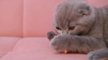 Hediye kutusuyla oynayan şirin gri kedi yavrusu Noel süslemesi, ağır çekimde. Örgü örülmüş bir battaniyenin üzerinde oyun oynayan bir kedi.