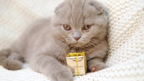 Cute szary kotek liittle gry z pudełka ozdoba świąteczna, zwolnione tempo. zabawy krotnie kot na dzianiny koc bawi się z pudełka — Wideo stockowe