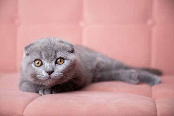 adorable fluffy small grey domestic Kitty lying on pink soft sofa at home. cute fold scottish cat. pets banner