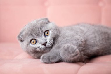  İngiliz kısa saçlı gri kulaklı kedinin portresi pembe bir kanepede oturup kameraya bakıyor. Parlak gözlü ve tüylü kedi yavrusu..