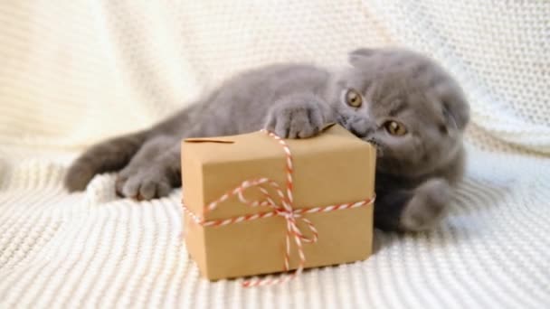 Graues pelziges Kätzchen auf gestricktem Karo mit Weihnachtsschmuck umgürtet. Katze kaut eine Schachtel mit einem Geschenk — Stockvideo