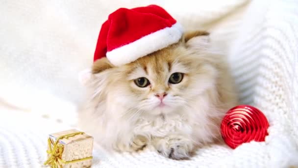 Angry cute Santa kot siedzi na białym tle z miejsca kopiowania. British Shorthair czerwony paski kotek noszenie Santa kapelusz smutny patrząc na aparat — Wideo stockowe