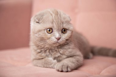 Şirin, tüylü, küçük, gri evcil kedicik evdeki pembe yumuşak kanepede yatıyor. Şirin İskoç kedisi. evcil hayvan afişi
