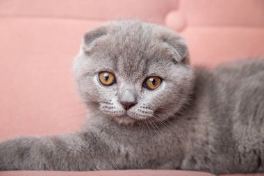 Şirin, tüylü, küçük, gri evcil kedicik evdeki pembe yumuşak kanepede yatıyor. Şirin İskoç kedisi. evcil hayvan afişi