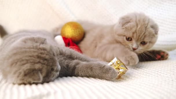 Two scottish fold kittens lie on the bed on a knitted blanket and play with Christmas decorations — Stock Video