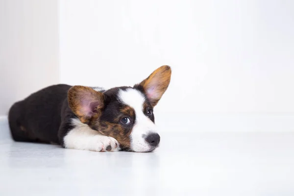 Χαριτωμένο welsh corgi ζακέτα κουτάβι βρίσκεται σε ένα λευκό ζεστό laminate πάτωμα. Ο σκύλος περιμένει τον ιδιοκτήτη. — Φωτογραφία Αρχείου