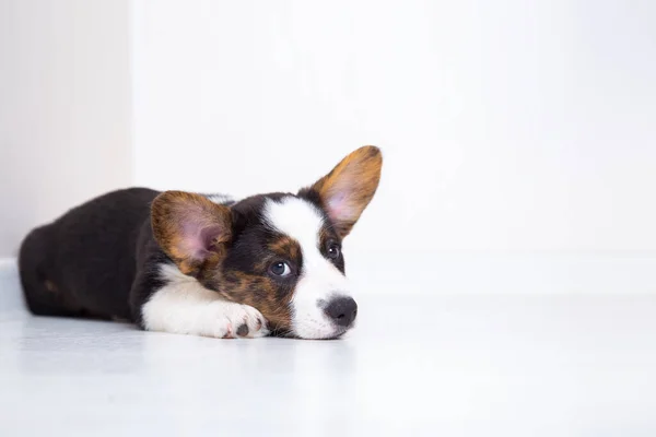 Roztomilý welsh corgi svetr štěně leží na bílé teplé laminátové podlaze. pes čeká na majitele Stock Snímky