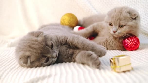 Δύο σκωτσέζικα γατάκια ξαπλώνουν στο κρεβάτι πάνω σε μια πλεκτή κουβέρτα και παίζουν με χριστουγεννιάτικες διακοσμήσεις — Αρχείο Βίντεο